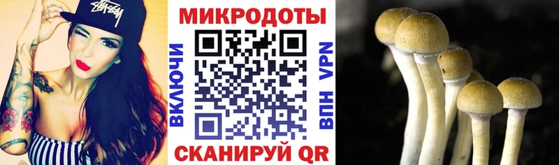 цена   Наволоки  Псилоцибиновые грибы Cubensis 